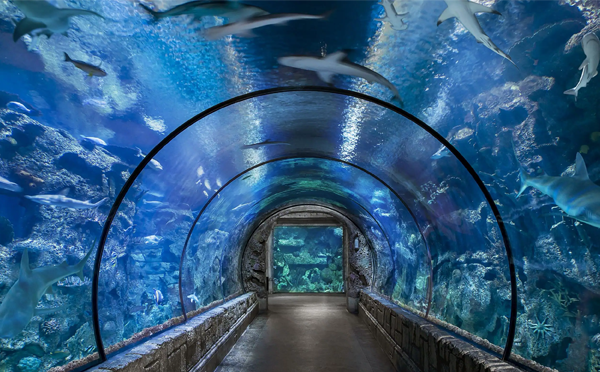 亞克力新材料在水族館設(shè)計中是怎么被使用的